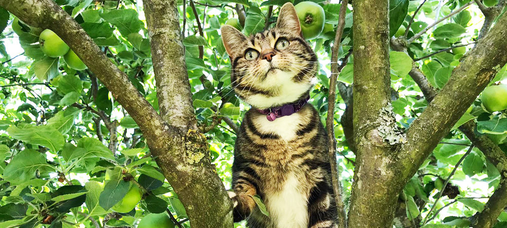 Cricklade Cattery - Cat in a tree